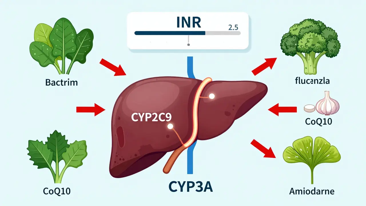 Warfarin Interactions: Foods, Supplements, and Prescription Drugs You Must Avoid